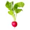 Radish