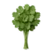 cilantro