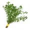Herbs Thyme