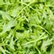 Organic Arugula