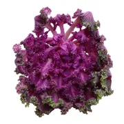 Organic Purple Kale Bunch