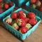 Organic Mara Des Bois Strawberries