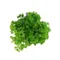 Organic Flat Leaf Parsley