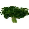 Parsley