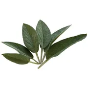 Herbs Sage