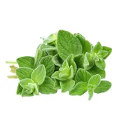 Fresh Oregano