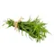 Tarragon