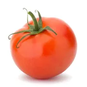 Hydroponic Tomato