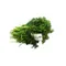 Little Bear Curly Parsley