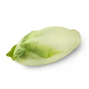 Best Available Belgian Endive Org