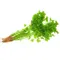 Chinese Celery