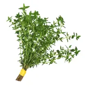 Herbs Thyme