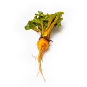 Gold Beet