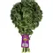 Cal-Organic Farms Organic Green Kale Bunch