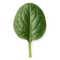 fresh spinach