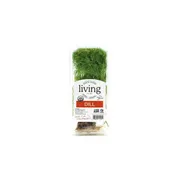 North Shore Living Dill