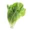 Organic Lil Gem Lettuce