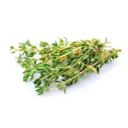 Thyme Fresh