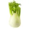 Fennel Bulb