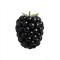 fresh blackberries