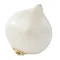 Organic White Onion
