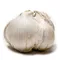 Elephant Garlic