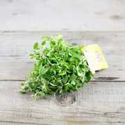 Organic Marjoram
