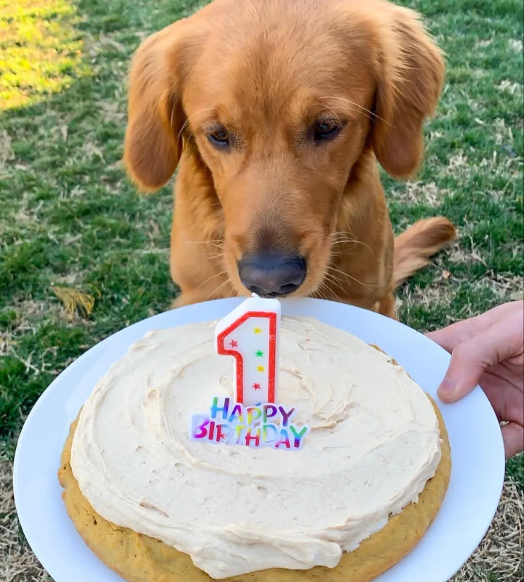 Henry's Dog Birthday Cake