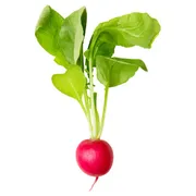 Radish