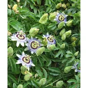 Heirloom Organics Baby Arugula