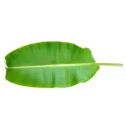 Banana Leaf