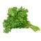 Cilantro