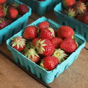 Organic Mara Des Bois Strawberries