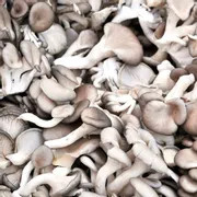 Oyster Mushroom