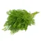 Baby Dill Bunch