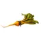 Organic Gold Beet Bunch