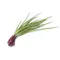Red Spring Onion