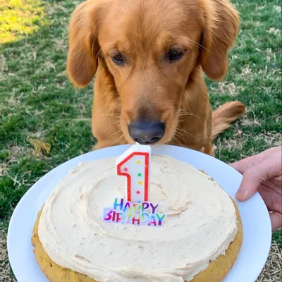 Recipe 'Henry's Dog Birthday Cake'