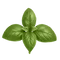 fresh basil leaves