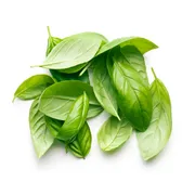Organic Basil