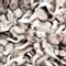 Oyster Mushroom