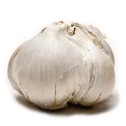 Elephant Garlic