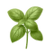 fresh basil