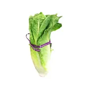 Organic Romaine Lettuce