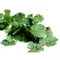 Cilantro
