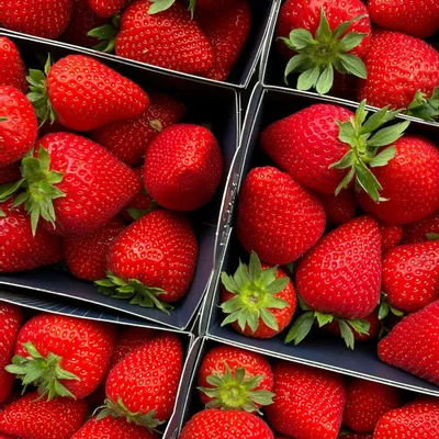 Recipe 'How to Freeze Strawberries'