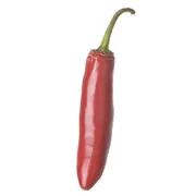 Red Serrano Pepper