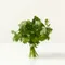 Cilantro Bunch