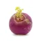 Organic Turnip