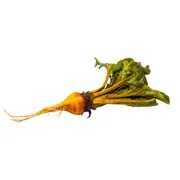 Organic Gold Beet Bunch